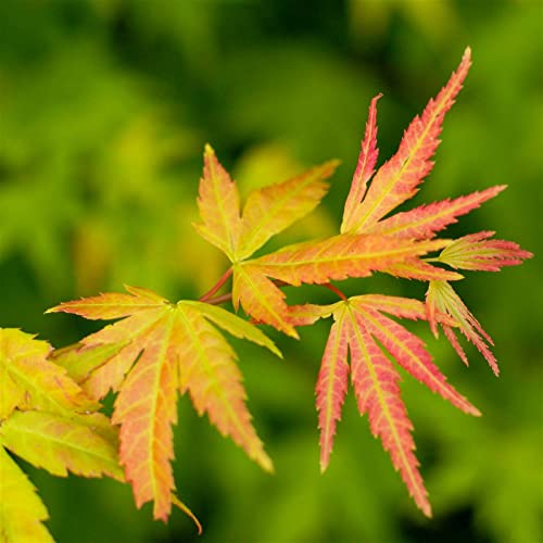 Japanischer Fächerahorn 'Orange Dream', palmatum, im 19 cm Topf