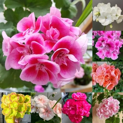 400 pz Semi di geranio, Pelargonium hortorum regali da giardino per donne, regalo da giardino Semi di geranio pendenti - Semi di aiuole rialzate Regali per gli amanti del giardino,