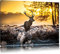 Pixxprint Hirsch im Wald, Größe: 60x40cm, Leinwandbild, fertig gespannt, Wandbild, Dekoration, Kunstdruck, kein Poster
