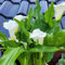 5 pcs Calla Zwiebeln Winterhart Mehrjährig, Blumen Winterhart Draußen Mehrjährig Calla Lily Zwiebeln Blumenzwiebeln Mehrjährig Winterhart Bodendecker Winterhart Mehrjährig Frühlingsblumen