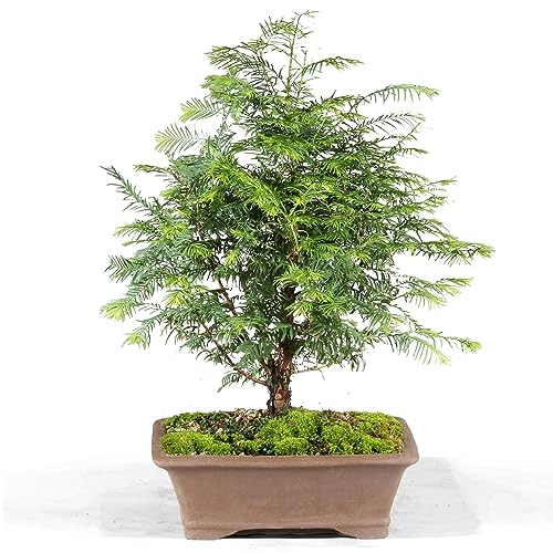 Brussel's Bonsai Live Dawn - Bonsai di sequoia per esterni, misura media, 3 anni, altezza da 35,5 a 50,8 cm, con vaso decorativo in ceramica per bonsai