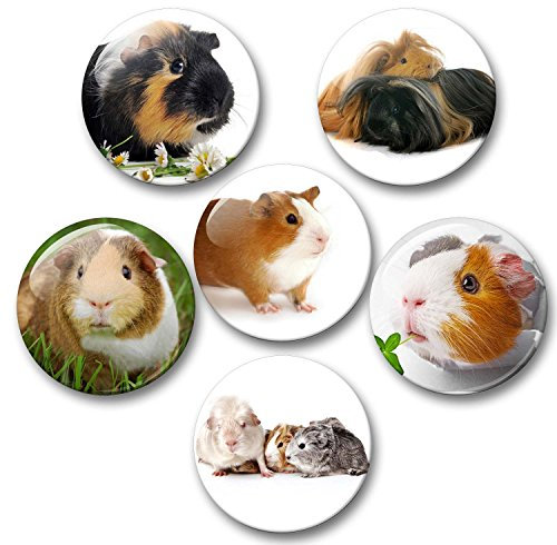 Merchandise for Fans Meerschweinchen - 6 große Kühlschrankmagnete [ 02 ] für Memoboard Pinnwand Magnettafel Whiteboard