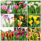 Winterharte Calla Zwiebeln Garten Blumen Balkonpflanzen Calla Lily Blumenzwiebeln MehrjäHrig Winterhart Balkon Blumen Gartendeko FüR DraußEn Exotische Pflanzen 3 Blumenzwiebel Calla Mehrfarbig