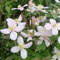 Waldrebe montana 'Rubens' - Clematis montana 'Rubens' - 50-60 cm Topf