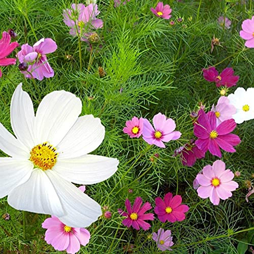 100 Graines de Cosmos Blanc Rose et Rouge - semences paysannes reproductibles - SemiSauvage