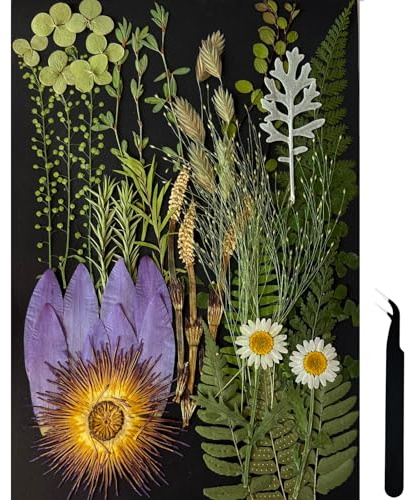 ZQmino Grandes feuilles séchées pressées avec tige - Fleur de lotus naturelle - Pour moules en résine, gâteaux, bougies, étuis de téléphone, cadre en verre, scrapbooking, loisirs créatifs (feuilles)