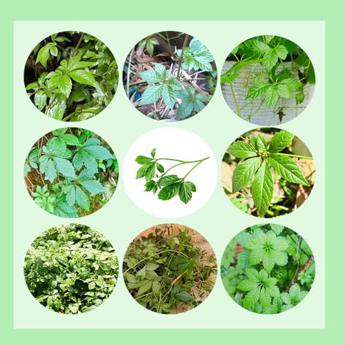 200 pcs jiaogulan samen kaufen, heilkräuter, plants,jiaogulan pflanze pflanzen draußen, bodendecker pflanzen kräuter fensterbank, garten pflanzen küchenkräuter samen, bodendecker winterhart