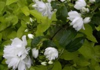 Philadelphus virginalis Schneesturm - Falscher Jasmin - Bauernjasmin - Gartenjasmin - Pfeifenstrauch - duftend