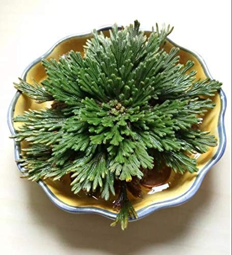 SUCAN 1 Stücke Auferstehung Pflanzen Hydrophil Rose Von Jericho Dinosaurier Pflanze Air Fern Spike Moos