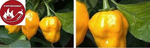 Pcs - 5X Yellow Bumpy- Seeds Kitchen Garden Chilli Seeds PW72 - Seeds & Plants Shop by Ipsa
