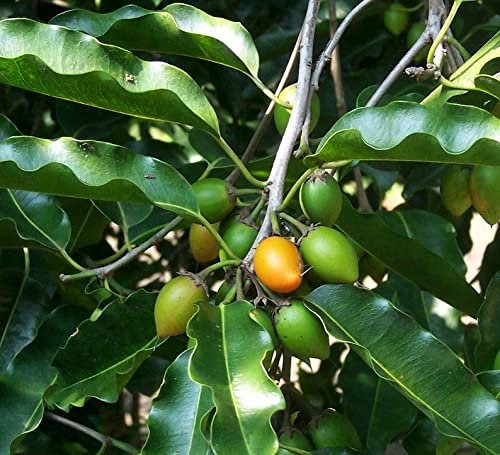 40 Mimusops elengi Seeds , Spanish Cherry Tree Seeds , Bullet Wood Tree Seeds ,Indian Medlar Tree Seeds.