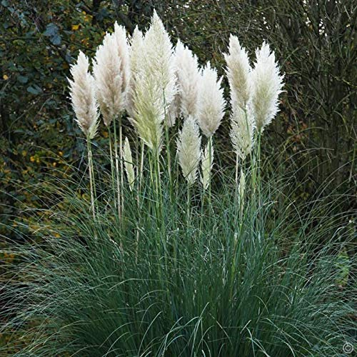 3 x Cortaderia selloana 'Evita' im 1 Liter Topf (Ziergras/Gräser/Winterhart/Mehrjährig/Immergrün) Weißes Pampasgras - Pampasgras mit Charme und Eleganz - von Stauden Gänge