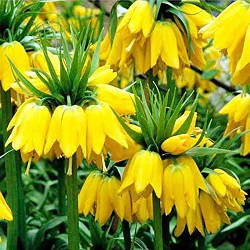 Portal Cool Semi 100 Stück Gelbe Kaiserkrone Fritillaria pianta fiore Bulbi Gartendekoration