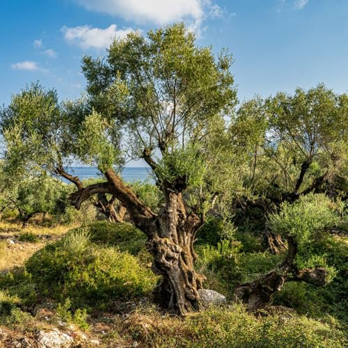 olivenbaum samen - oliven baum - baumsamen, pflanzen für sonnige plätze olive tree olivenbaum samen obst samen, gartendeko für draußen bio saatgut, alte sorten saatgut säulenobst 15pcs