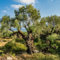 olivenbaum samen - oliven baum - baumsamen, pflanzen für sonnige plätze olive tree olivenbaum samen obst samen, gartendeko für draußen bio saatgut, alte sorten saatgut säulenobst 15pcs