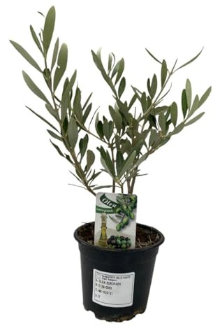 Olivenbaum Olea Europaea, 20 cm Stammhöhe, Winterhart, Für Garten und Terrasse, Pflegeleicht