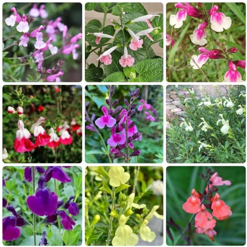 Semi di salvia, Salvia greggii, per giardino di aromatiche semi da giardino roccioso resistenti resistenti per il all'esterno da balcone 600pcs