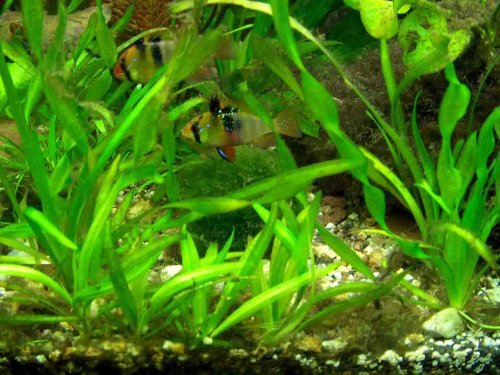 Aquariumset Mooskugel Bundpflanzen Dünger Filter Futter, Aquariumpflanzen, Wasserpflanzen
