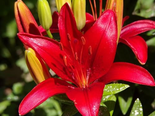 Lilien zwiebeln -Lilienzwiebeln –Leuchtende Farben –Pflanzen –Extrem kältebeständig