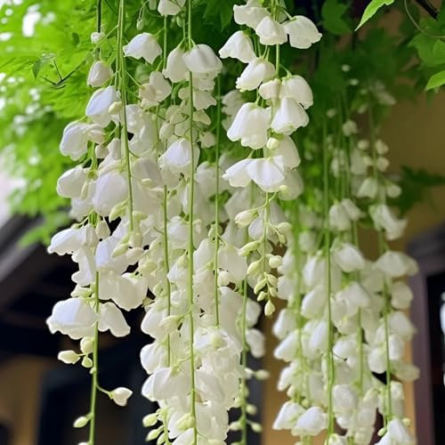 30 piezas semillas de plantas de jazmín las plantas trepadoras son resistentes Las plantas perennes son plantas perennes resistentes. semillas de flores silvestres plantas en macetas