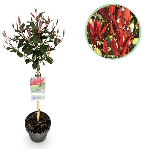 Glanzmispel Photinia fraseri Carré Rouge – 19cm Höhe ca.90cm – Immergrün & winterhart – Grün-rotes Laub – Ziergehölz