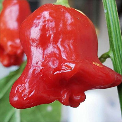 Semi Peperoncino Lanterna