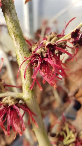 Hamamelis x intermedia 'Diane' / Noisetier de sorcière/Conteneur de 3 à 4 litres/Arbuste d'ornement