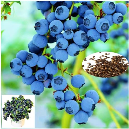 100 Semillas de Arándano para Cultivar - Fruta Dulce y Ácida, Germinación Rápida, Planta de Maceta para Jardín o Interior, No Transgénico (semillas de arándanos)