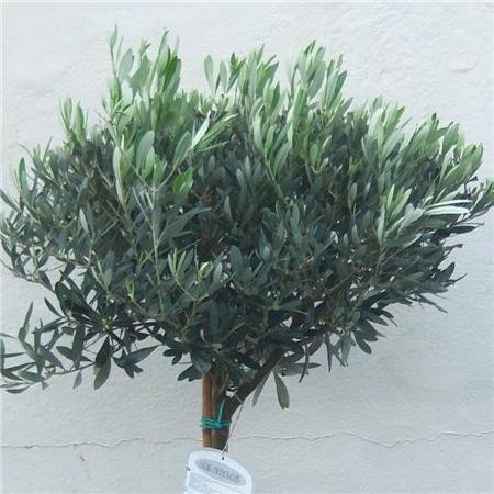 Olea europaea pair of 150cm standard Olive trees