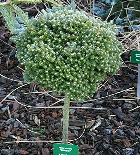 Hochstamm Koreatanne Silberperl 40-60cm - Abies koreana