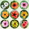 schwarzäugige susanne winterhart samen - kletterpflanze, bienenweide mehrjährig wildblumen samen mehrjährig, pflanzen garten blumen winterhart, hochbeet samen gartenblumen pflanzen, 250pcs