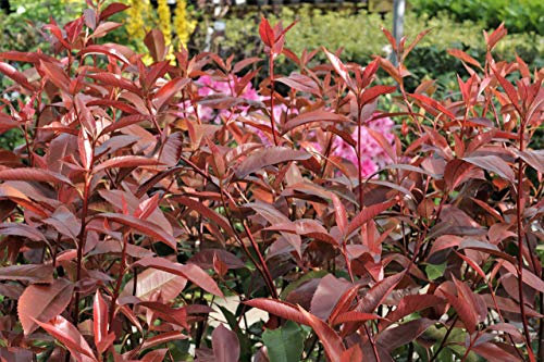 Photinia Fraseri Red Robin 5 Litre - Established Plants