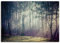 ARTLAND Wanddeko Leinwand Bilder Wandbild 100x70 cm Querformat Landschaft Wald Natur Bäume Sonnenstrahlen Herbst Sonne U1TE