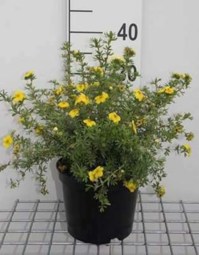 Potentilla frut. 'Kobold' - Fingerstrauch 25-30 cm - Container