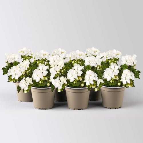 Geranie, weiß, stehend, Topf-Ø 13 cm, 6 Pflanzen