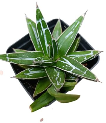 Agave Regina Vittoria pianta grassa Agave victoriae reginae - vaso Ø 10 cm