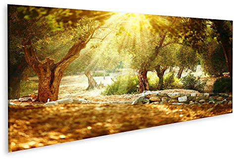 islandburner Bild auf Leinwand Mediterraner Olivengarten Mit Altem Olivenbaum Bilder Wandbilder Poster