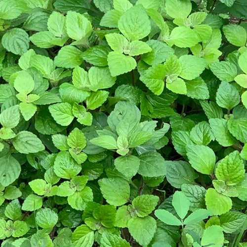 100 piezas Semillas de melisa, planta de melisa, semillas de menta. plantas perennes resistentes Las plantas perennes son plantas perennes resistentes. semillas semillas organicas