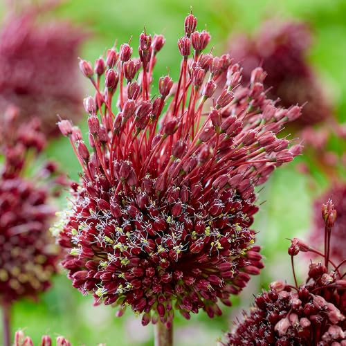 Allium bulbe Red Mohican (paquet de 5 pièces), Ail décoratif géant Giganteum, Vivace, rustique Bulbes de Hollande pour jardin, pot (gros, pas de graines, non artificiel)