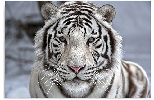 Feeby Impression Sur Toile Tigre 70x50 cm Tableaux Tableau Mural Image Moderne Photo Décoration Murale Artistique Photographie Design Chambre Salon Cuisine Blanc Noir