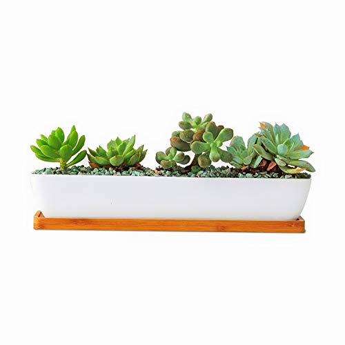 Clound city Maceta rectangular larga de cerámica blanca para suculentas de 28 x 6 x 4,5 cm, para oficina, ventana, cocina y balcón