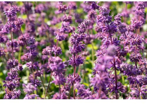 Salvia verticillata 'Purple Rain' - Quirlblütiger Garten-Salbei 'Purple Rain' - 9cm Topf