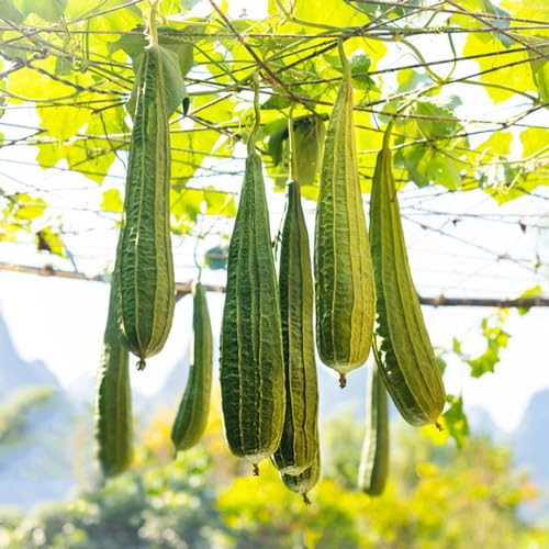 10 pcs Luffa pflanze kaufen samen - samen gemüse exotisch balkonpflanzen,Luffa cylindrica, balkon gemüse saat dachbegrünung biosaatgut pflanze winterharte pflanzen für garten ausgefallene