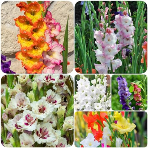 9 pcs gladiolen pflanzen zwiebeln - zwiebel pflanzen für balkonkästen winterhart,Gladiolus, hydrokultur pflanzen bienen geschenk stauden winterhart mehrjährig blumenzwiebeln frühblüher