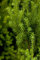 Taxus media 'Hillii' Eibe - Immergrüner Zierstrauch, 3-fach veredelt, 50-60cm, robust & pflegeleicht