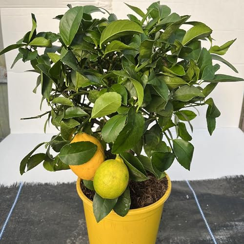 Cross Common Nursery Citrus Lemon Tree