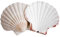 Avalon Cosmetic Packaging Muschelschalen, flach, extra groß, 10-13 cm, 6 Stück