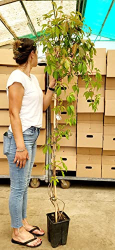 POWERS TO FLOWERS - VITE AMERICANA RAMPICANTE ROSSA, PARTHENOCISSUS QUINQUEIFOLIA, ALTEZZA 160CM, PIANTA DI 4 ANNI, Pianta vera