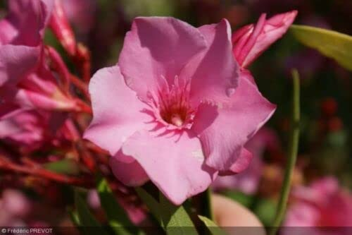 20 graines LAURIER ROSE RUSTIQUE (Nerium Oleander CAVALAIRE) G455 ROSE BAY SEEDS