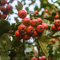 150 pcs weißdorn pflanze kaufen samen - obstbäume deko pflanzen bio saatgut,Crataegus pinnatifida,weissdorn frisches obst topfpflanzen draußen winterhart säulenobstbäume hochbeet balkon